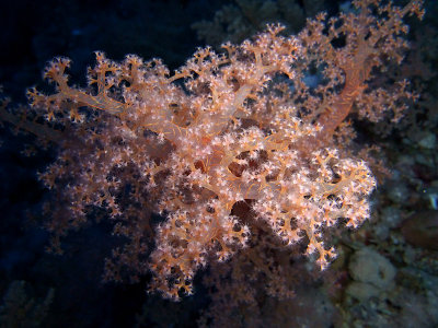 Soft Coral Branch
