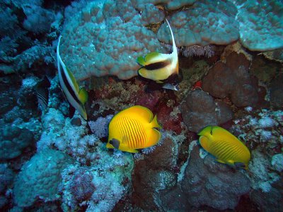 Two Butterfly Fish  Two Banner Fish