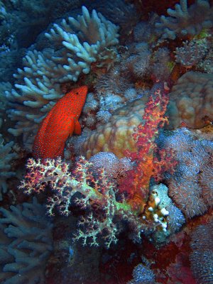 Coral Cod Amongst Coral