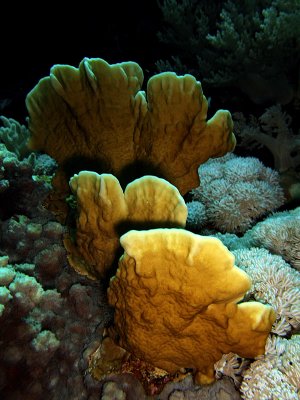 Hard Coral at Daedalus