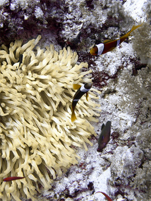 Clownfish in Anemone 02