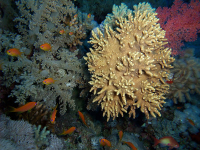 Antheas Around Soft Coral