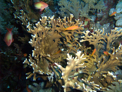 Anthias Around Fire Coral