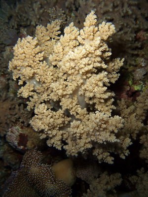 Beige Soft Coral