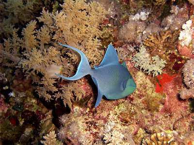 Blue Triggerfish