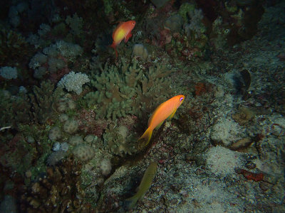 Colourful Anthias