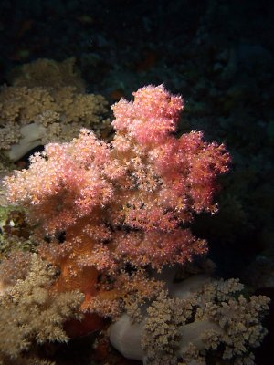 Colourful Soft Coral Tree