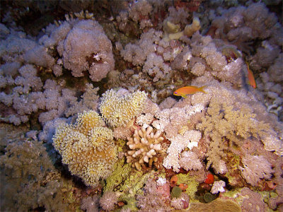Coral and Anthias at Little Brother 01
