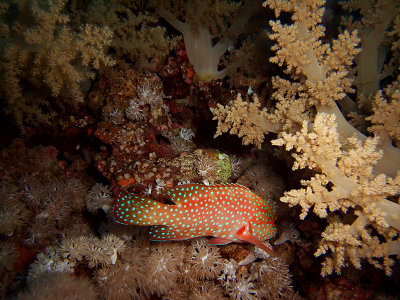Coral Grouper and Soft Coral