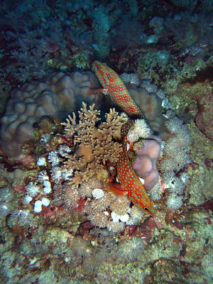 Pair of Coral Cod