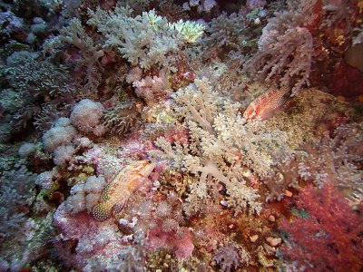 Pair of Coral Cod Amongst Soft Coral