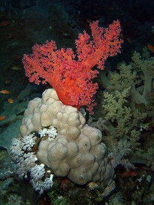 Red Soft Coral Growing on Hard Coral