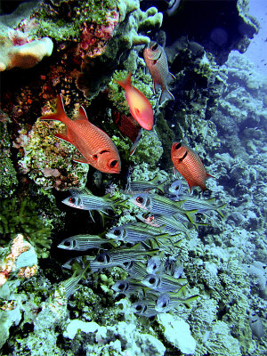 Selection of Fish at Little Brother 01