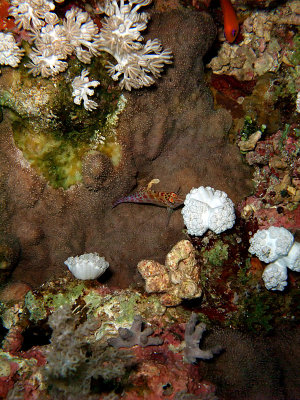 Spotted Hawkfish