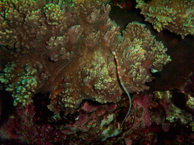 Swimming Pipefish at Little Brother