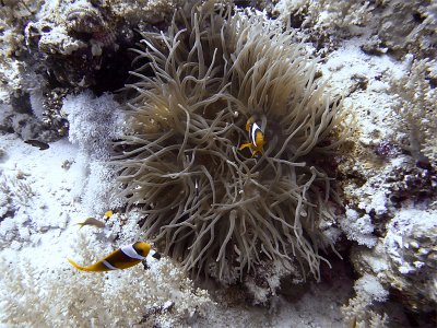 Anemone Fish in Anemone 20