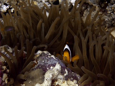 Anemone Fish in Anemone 22