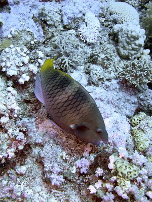 Parrotfish Feeding