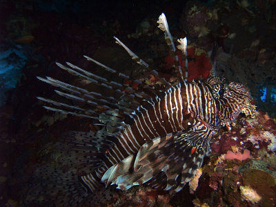 Resting Lionfish 10