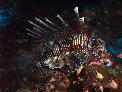 Resting Lionfish 11