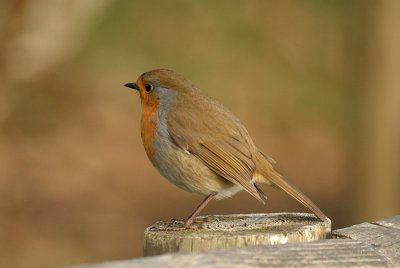 Robin on Fence