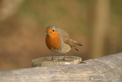 Robin on Fence 02