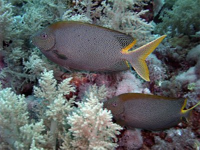 Spotted Rabbitfish