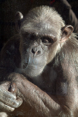 Adult Chimp Behind Glass 02