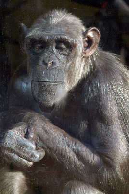 Adult Chimp Behind Glass 03
