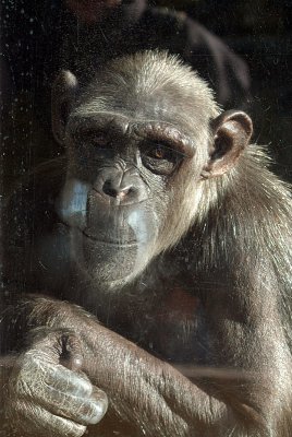Adult Chimp Behind Glass 04
