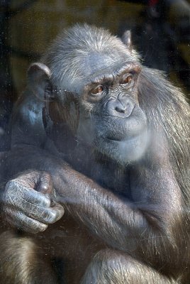 Adult Chimp Behind Glass 06