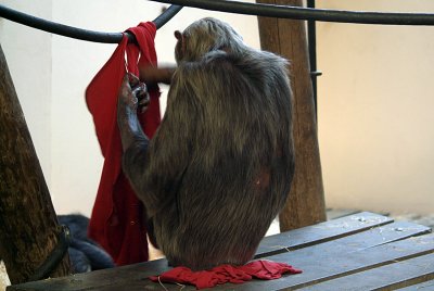 Adult Chimp Playing With Red Cloth 01