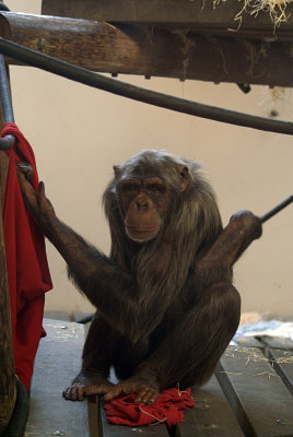 Adult Chimp Playing With Red Cloth 02