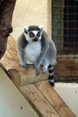 Perched Lemur 02