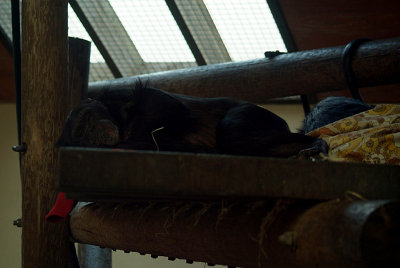 Resting Chimp 02