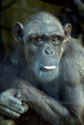 Adult Chimp Behind Glass 07