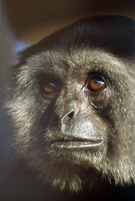 Black Gibbon 01