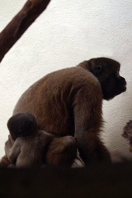 Mother  Baby Woolly Monkey 01