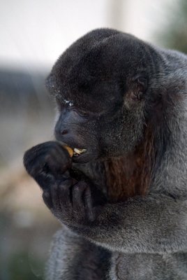 Gibbon Eating 01