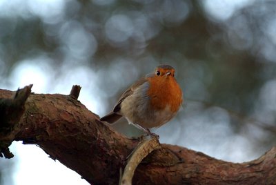 Robin on a Branch 01