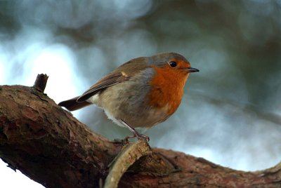 Robin on a Branch 02