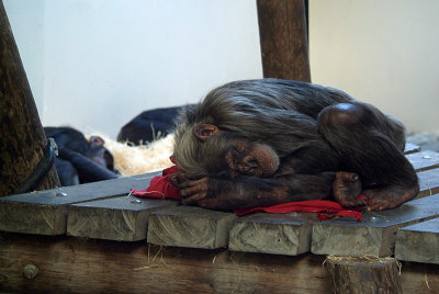 Sleeping Chimps 02