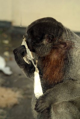 Woolly Monkey Eating Paper