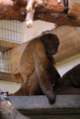Woolly Monkey Looking Down