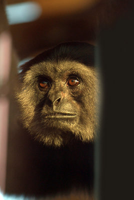 Black Gibbon 03