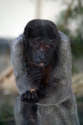 Gibbon Eating 03
