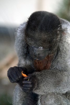 Gibbon Eating 04