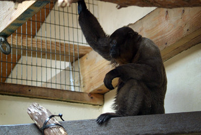 Gibbon Eating 05
