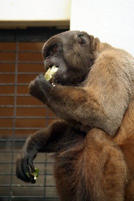 Gibbon Eating 06