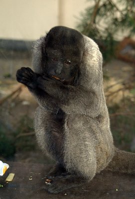 Gibbon Eating 07